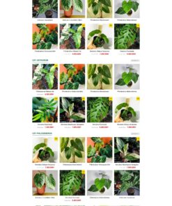 Theme wordpress bán cây xanh nhiệt đới ,cây xanh 2 - Theme Wordpress Giá Rẻ - Mua Bán Theme WP Đẹp Chuẩn Seo